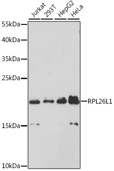 RPL26L1 Polyclonal Antibody (E-AB-68013)