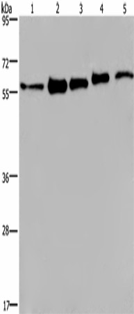 HNRNP L Polyclonal Antibody (E-AB-16484)