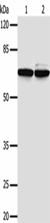 PIF1 Polyclonal Antibody (E-AB-17351)