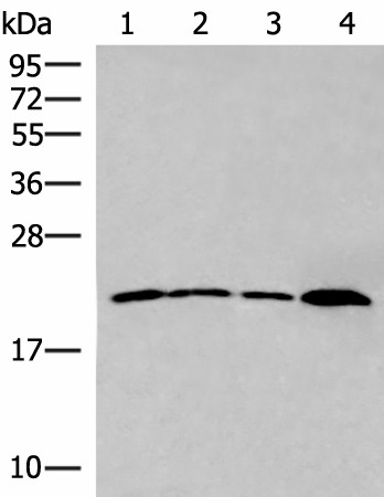 IFNA5 Polyclonal Antibody (E-AB-18104)