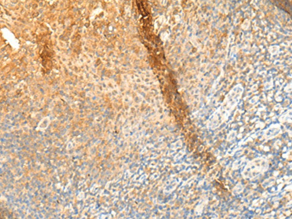 GPR162 Polyclonal Antibody (E-AB-19955)