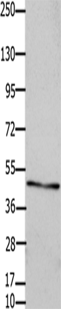 Connexin 47 Polyclonal Antibody (E-AB-15578)