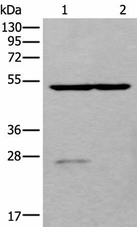 DDC Polyclonal Antibody (E-AB-53391)