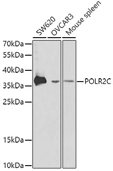 POLR2C Polyclonal Antibody (E-AB-60444)