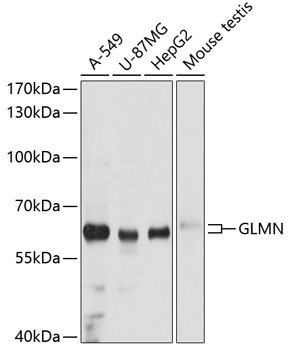 GLMN Polyclonal Antibody (E-AB-63607)