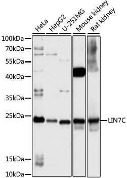 LIN7C Polyclonal Antibody (E-AB-91572)