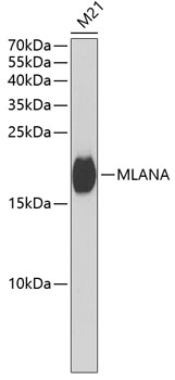 MLANA Polyclonal Antibody (E-AB-61863)