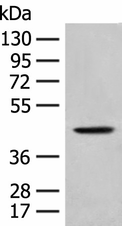 HLA-B Polyclonal Antibody (E-AB-17921)