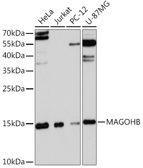 MAGOHB Polyclonal Antibody (E-AB-91466)