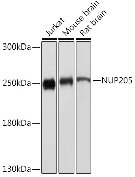 NUP205 Polyclonal Antibody (E-AB-92044)