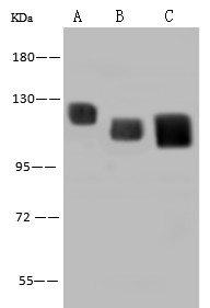 LAMP2/CD107b Monoclonal Antibody (AN200230P)