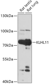 KLHL11 Polyclonal Antibody (E-AB-91884)