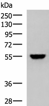 KPNA2 Polyclonal Antibody (E-AB-19069)