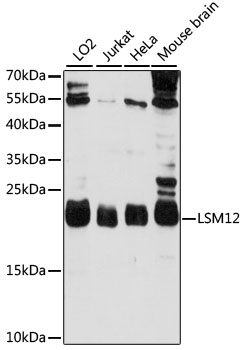 LSM12 Polyclonal Antibody (E-AB-91365)