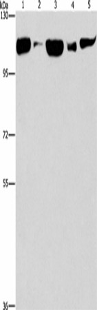 DNM2 Polyclonal Antibody (E-AB-16398)