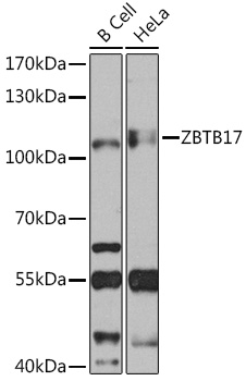 ZBTB17 Polyclonal Antibody (E-AB-90956)
