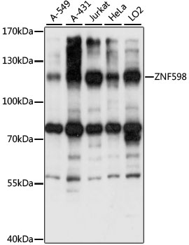 ZNF598 Polyclonal Antibody (E-AB-91199)
