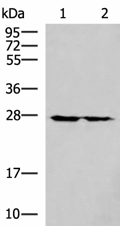 MRPL16 Polyclonal Antibody (E-AB-18955)