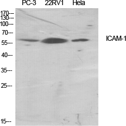 CD54 Polyclonal Antibody (E-AB-31758)