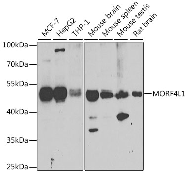 MORF4L1 Polyclonal Antibody (E-AB-61505)