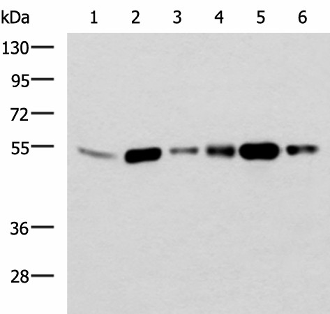 BECN1 Polyclonal Antibody (E-AB-53242)