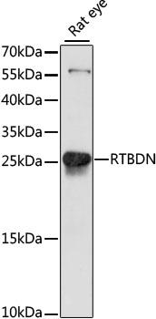 RTBDN Polyclonal Antibody (E-AB-65349)