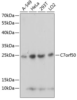 C7orf50 Polyclonal Antibody (E-AB-90863)