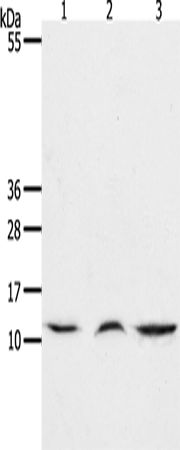 CCL17 Polyclonal Antibody (E-AB-12309)