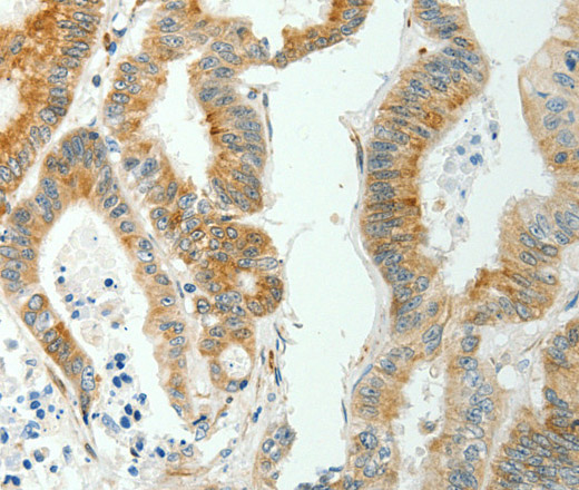 SELENOM Polyclonal Antibody (E-AB-10586)