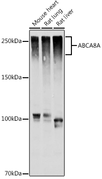 ABCA8A Polyclonal Antibody (E-AB-92268)