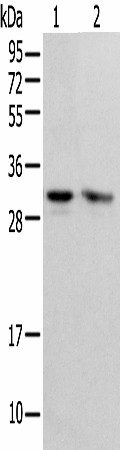 PSMF1 Polyclonal Antibody (E-AB-18373)