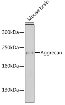 Aggrecan Polyclonal Antibody (E-AB-93072)