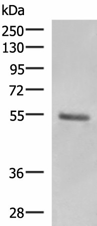 KRT36 Polyclonal Antibody (E-AB-18180)