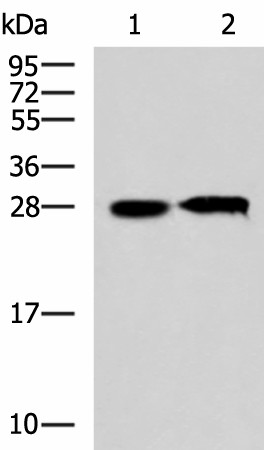 CCDC134 Polyclonal Antibody (E-AB-19180)