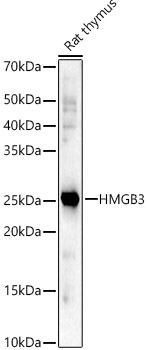 HMGB3 Polyclonal Antibody (E-AB-91036)