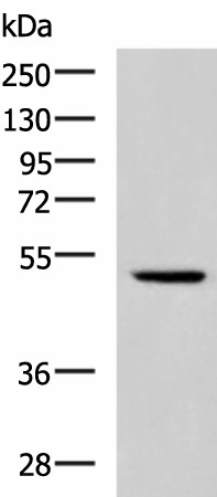 IRF2 Polyclonal Antibody (E-AB-53497)