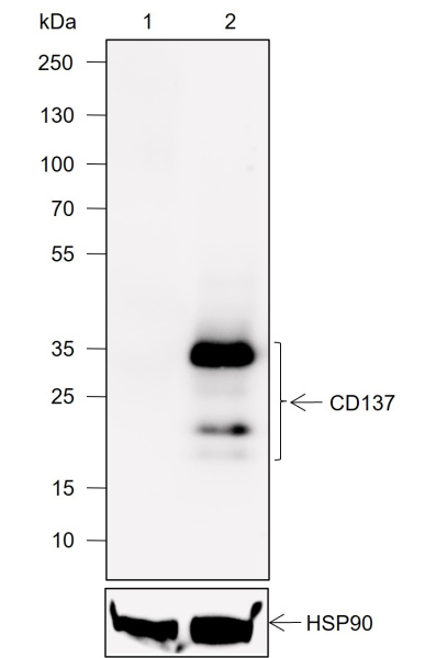 Recombinant CD137 Monoclonal Antibody (AN302006L)