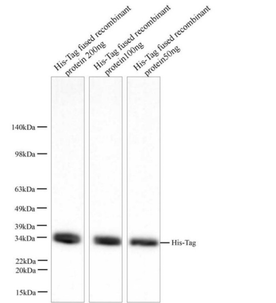 His-Tag Monoclonal Antibody (E-AB-48003)