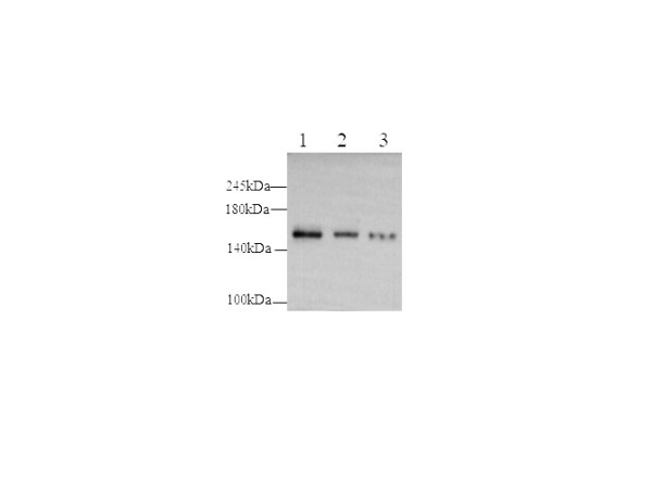 PODXL Polyclonal Antibody (D-AB-10420L)