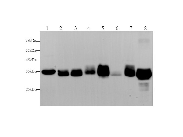 LDHA Polyclonal Antibody (D-AB-10210L)
