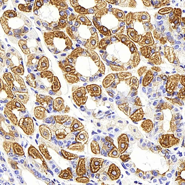 CK-19 Monoclonal Antibody (E-AB-70231)