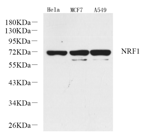NRF1 Polyclonal Antibody (E-AB-70219)