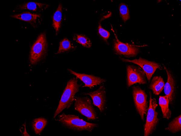 Elab Fluor® 594-conjugated GAPDH Monoclonal Antibody (AN00296Y)