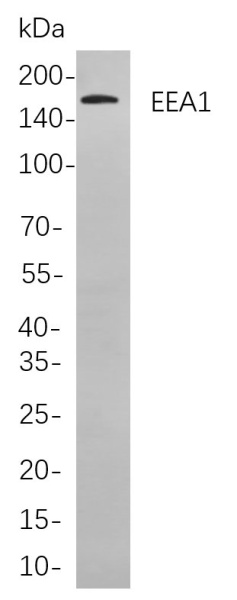 Recombinant EEA1 Monoclonal Antibody (AN301069L)