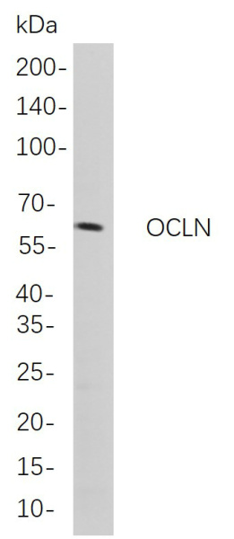 Recombinant OCLN Monoclonal Antibody (AN300884L)