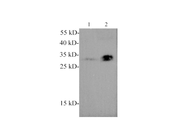 Adiponectin Polyclonal Antibody (E-AB-40589)
