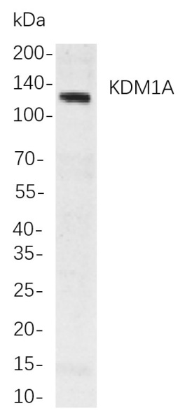 Recombinant KDM1A Monoclonal Antibody (AN301024L)