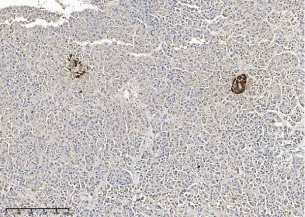 Recombinant GCG/Glucagon Monoclonal Antibody (AN300359P)