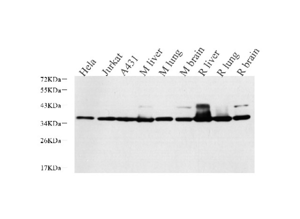 LDHA Polyclonal Antibody (E-AB-70210)