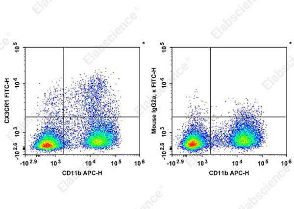 FITC Anti-Mouse CX3CR1 Antibody[SA011F11] (AN01022C)